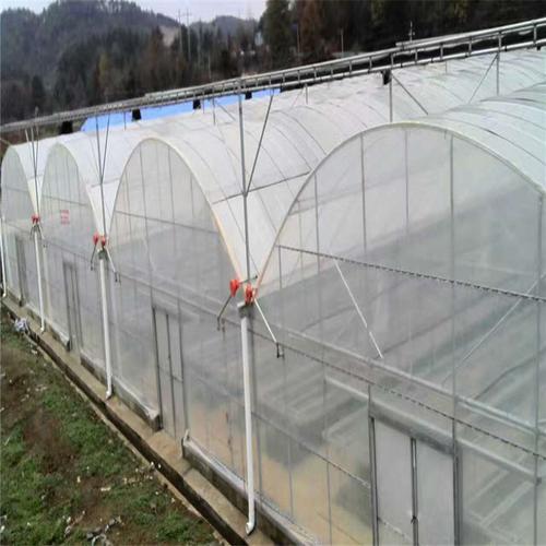大棚蔬菜绿色种植 环保与品质的双赢之道