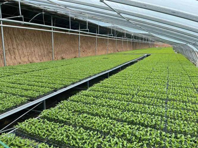 种植大棚里的实践课堂 知识在泥土中生根发芽